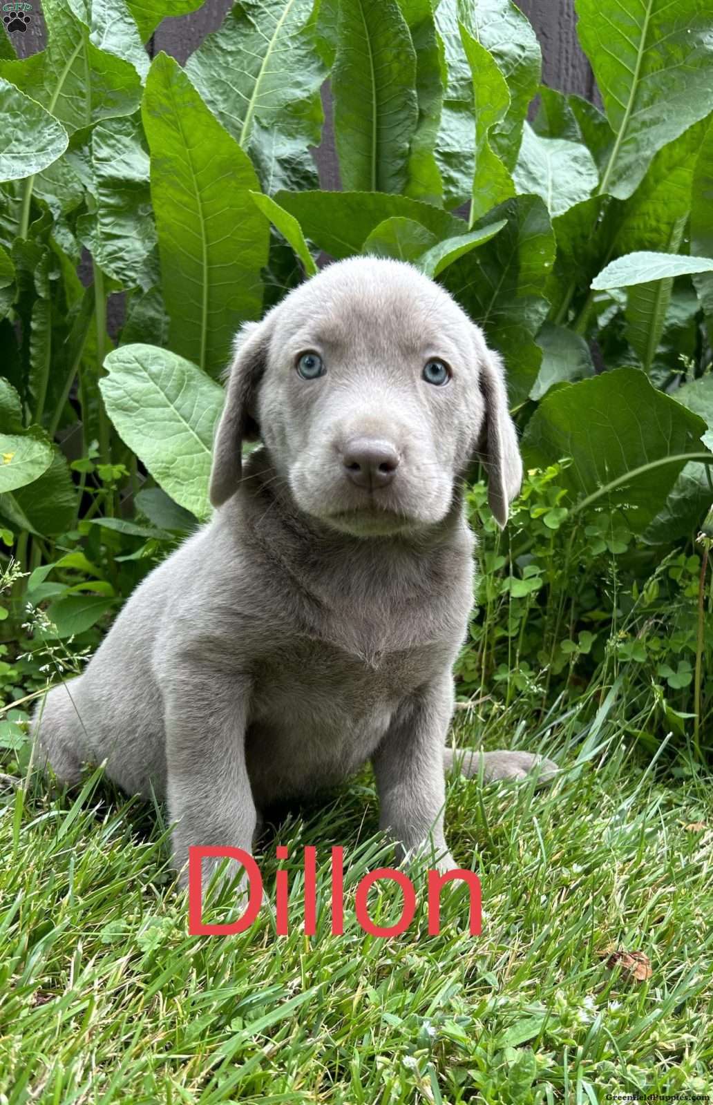 Dillon Silver Labrador Retriever Puppy For Sale in Pennsylvania